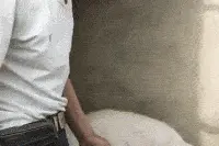 给猪打针不方便？用它做个工具，给猪打针保安静，只要一个人就行图片