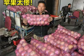 苹果陷入怪圈：下树3块不卖，冷库存8个月，最低跌至3毛，咋想的图片