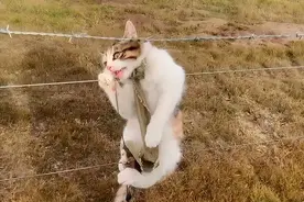 猫咪挂在钢丝网上，起初以为它在爬得玩，走近后却忍不住心疼了图片