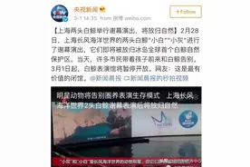 上海白鲸演员小白和小灰，终于回到大海的怀抱了图片