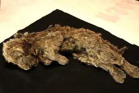 28000年前的尸体重见天日，北极永冻土再现史前生物，人类要警惕图片