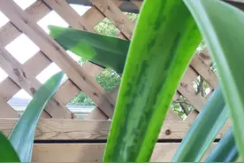 朱顶红越长越瘦弱，原来是病毒病搞鬼图片