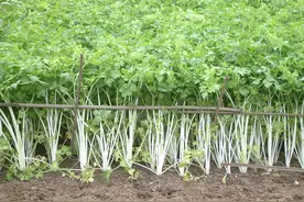 秋播芹菜正当时图片