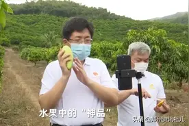 你信吗？有网友说三亚市长直播"失误",将79元的贵妃芒错设成29元图片