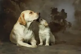 什么狗最聪明，最通人性，最忠诚，排行榜排名第一图片