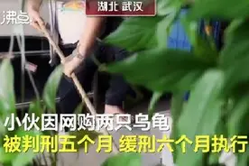 男子花2800网购乌龟被判刑！网购这些东西“违法”，千万别买图片