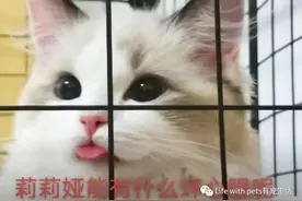 科普｜猫咪张嘴呼吸吐舌头是“累成狗”了吗？图片