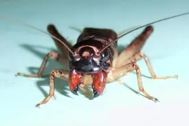 山东农田随处可见蟋蟀，但最贵一只卖出11万，到底什么样的值钱？图片