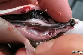 鱼肚子里的“黑膜”是什么？能不能吃？图片