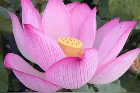 《道德经》：不得已才用兵图片