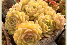 养多肉，累并快乐着！美好的事物，需要与大家分享图片