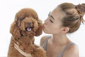 想养狗？不妨考虑下这7种狗，好养又不贵图片