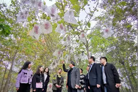 河南农大教授研发的山桐子油有望解决我国粮油卡脖子问题，有人质疑并不能食用！回应：不是一个品种图片