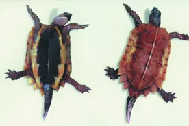 新版国家重点保护野生动物名录发布！这些龟未经许可不能养图片