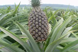 “台农16号”菠萝高效栽培关键技术图片