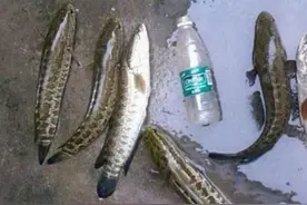 到了初秋，黑鱼才最好钓？如果不用这几招，休想一钓就爆护图片