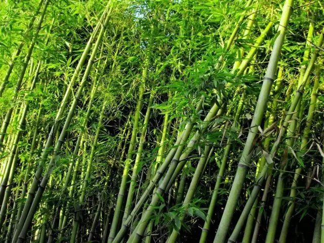 竹子有26种，详解，配图