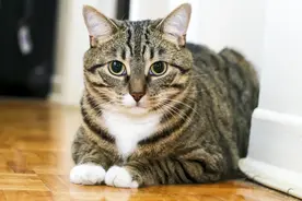 中国狸花猫被CFA除名跌落神坛？狸花：那又如何，朕不稀罕图片