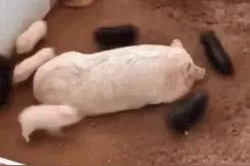 表情包：现在还没有起来的是大懒猪图片