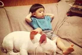法国斗牛犬很喜欢小孩子，小孩子也很喜欢它图片