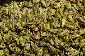 大庆；蜻蜓蛹去年35元，今年25元，你会买吗？图片