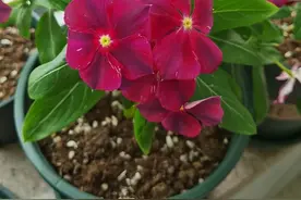 阳台养一盆它，株型小花量大花色多花期长，各种颜色都很美图片