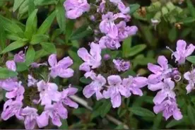 百里香是一种什么样的植物？图片