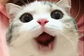 有一只很乖的猫是一种什么体验？网友：连我妈都说这猫品德好图片