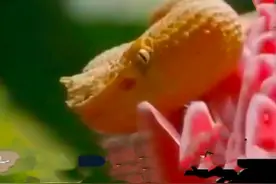 探宝人 进入荒山洞穴神秘消失！传说洞内有黄金巨蟒 守护宝藏图片