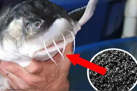 又是日本？“活鱼取籽”与熊胆异曲同工，取完放生明年还能取图片