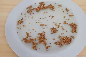 什么时候种植香菜？怎么管理产量高？图片