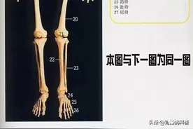 超全的人体解剖全图——建议收藏起来图片