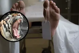 罕见，10种可能对主人造成严重伤害的动物，慎养图片