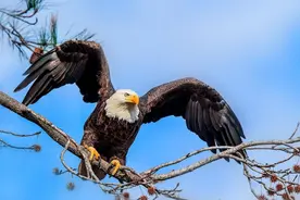 美国的国鸟是鹰，法国的国鸟是高卢雄鸡，那么我国的国鸟是什么？图片