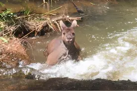 河边遛狗遇“猛男”洗澡，它站起来更吓人：幸好没追上来图片