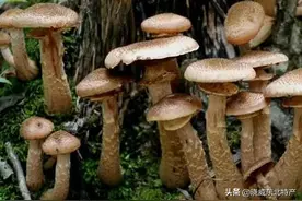 东北榛蘑的营养价值？榛蘑怎么吃？如何分辨优质的榛蘑？图片
