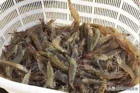 这“4种虾”质量很差，多便宜都不要买！很多人常买错，快来看看图片