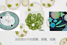 吃鱼万恶之源——淡水鱼的土腥味及其去除图片