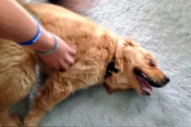 你做的这些行为，可能会让狗狗不想理你图片