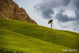 高原特色风景柏树山图片