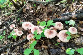 抚顺之行-采蘑菇图片