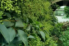 高考作文应该这样训练才效果明显（一）图片