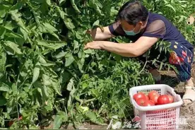 乌鲁木齐城郊“蔬菜采摘+土地认养”受市民青睐图片