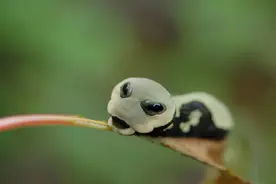 杭州发现“大眼外星人”，将自己伪装成一条毒蛇，专家：极其罕见图片