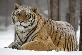 罕见雪灾，会冻死东北虎吗？去年冬天寒潮，20只东北虎抱团取暖图片