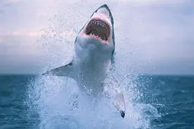 都是鲨鱼身体部位，鱼翅为何那么贵，鲨鱼肉却不受待见？图片