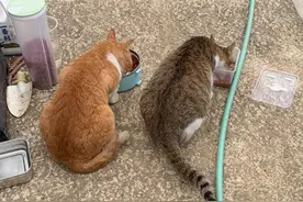 怀孕的流浪猫上门讨食，一个月后报答恩人，带3娃守护田园图片