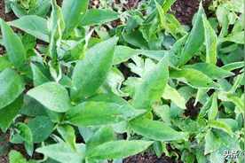 老一辈怎么挖也挖不绝的旱半夏，如今为何越来越少？原因找到了图片