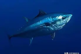 钓到一条价值700万的鱼？还真有可能！钓友：垂钓它是实力的征服图片