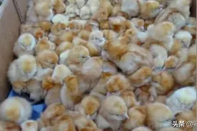 小鸡被抛弃在荒郊野岭，幸好遇到好心夫妇，最后一幕太暖了图片